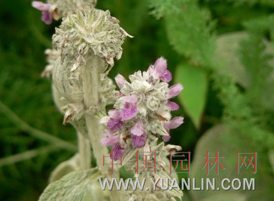 绵毛水苏图片