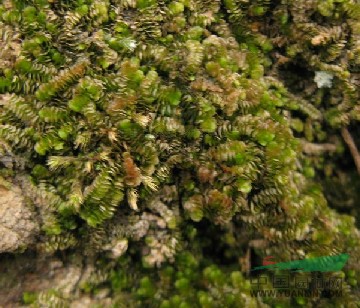 南亚瓦鳞苔南亚瓦鳞苔批发报价南亚瓦鳞苔种植养殖