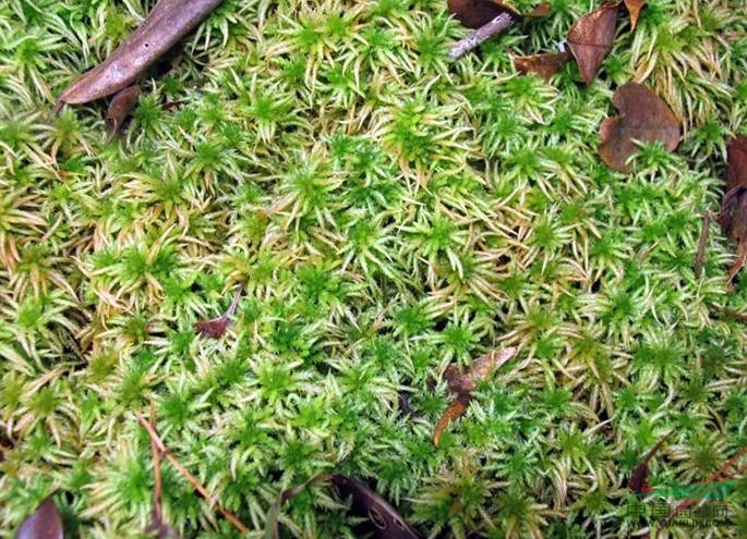 秀花网 苗木大全  种名:泥炭藓   学名:sphagnum palustre linn.