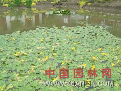 萍蓬草图片