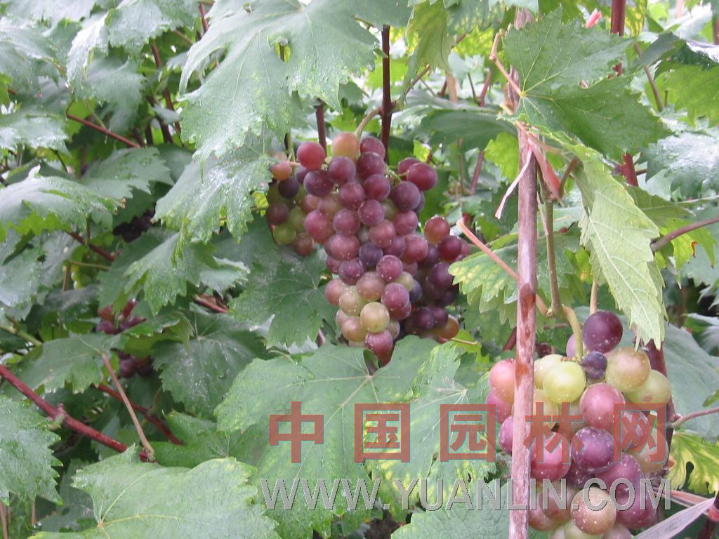 葡萄图片