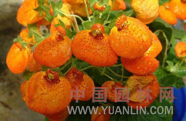 蒲包花图片