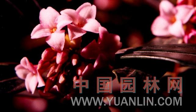 瑞香图片