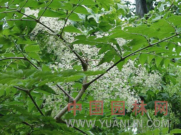 种名:楤木学名:aralia chinensis别名:刺老包,仙人杖,刺春头花期:生态