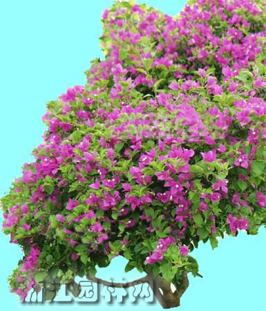 三角花图片