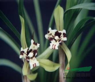 三蕊柳图片