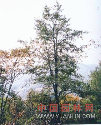 沙梨图片