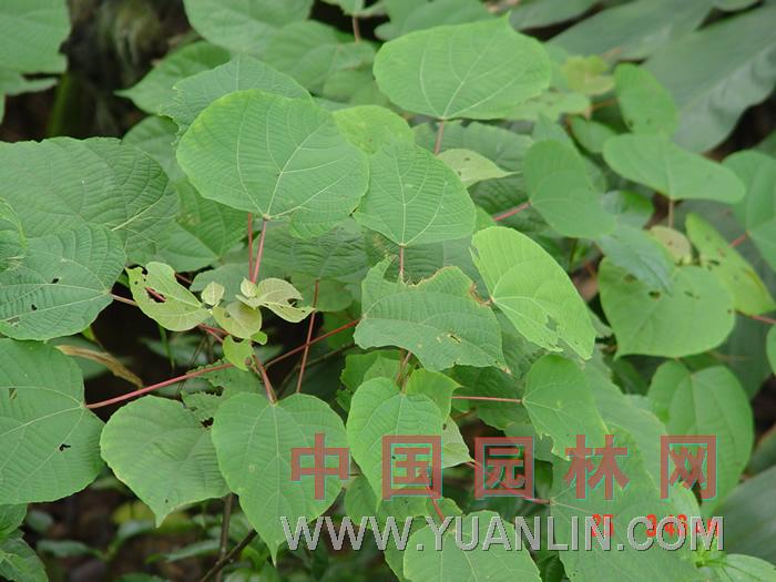 山麻杆图片