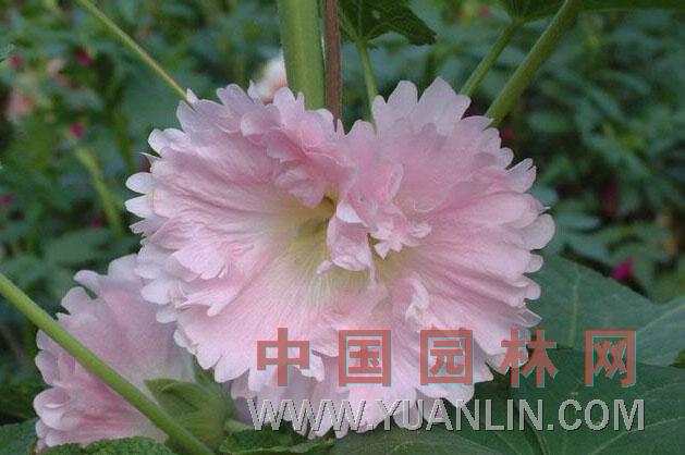 蜀葵图片