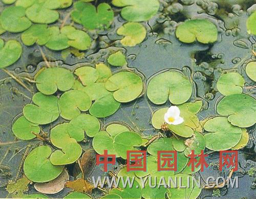 水鳖图片