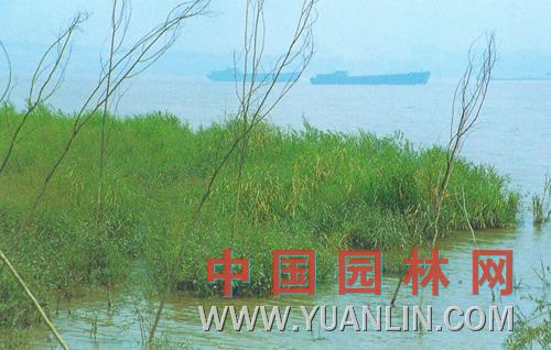 水蓼图片