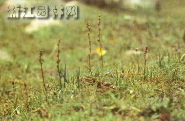 水麦冬图片