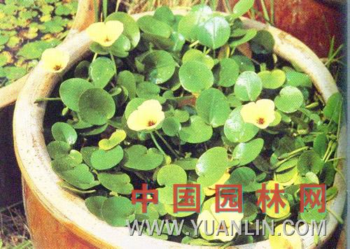 水罂粟图片
