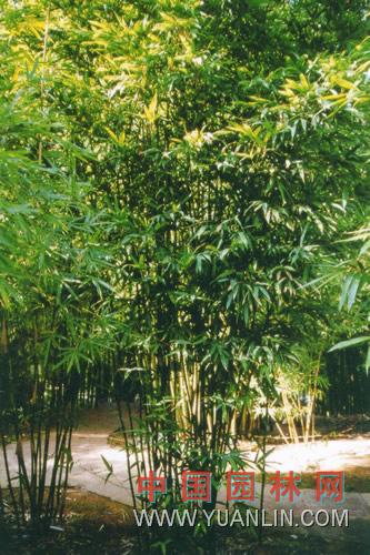 唐竹图片