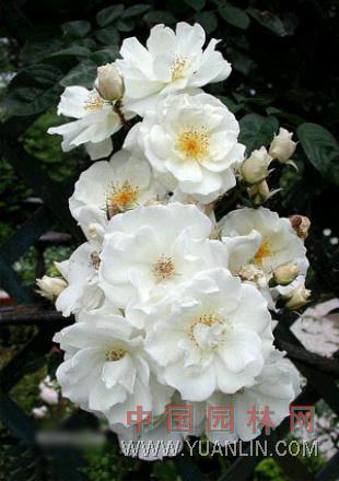 荼蘼花dafa888娱乐场下载