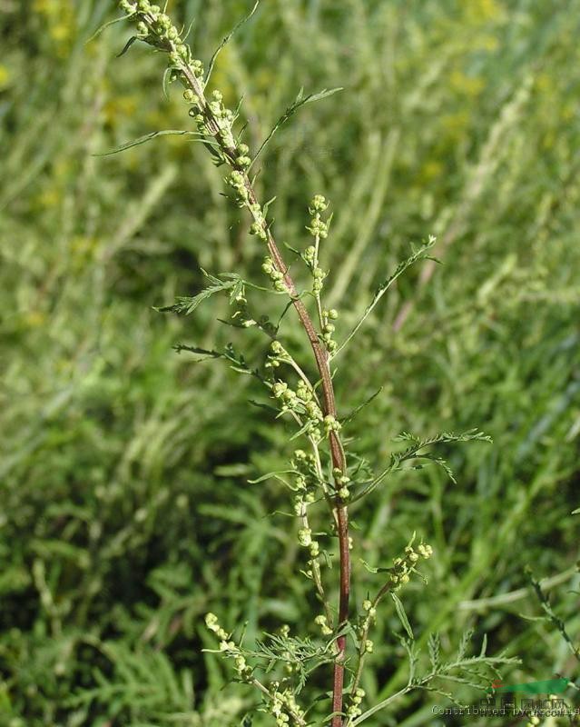 别名:草柏枝花期:生态性状:观赏性分类:科:玄参科     属:松蒿属细