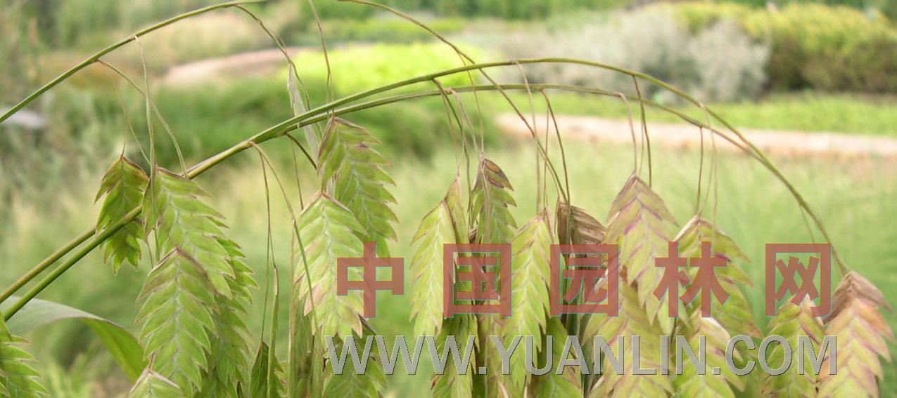 小盼草图片