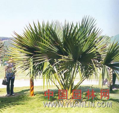 小箬棕图片