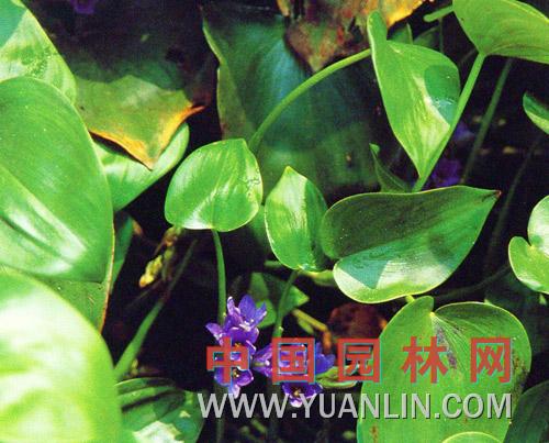 鸭舌草图片