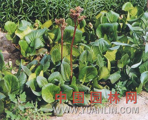 岩白菜图片