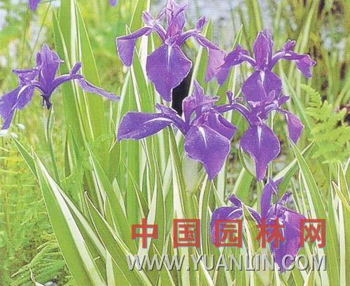 燕子花图片