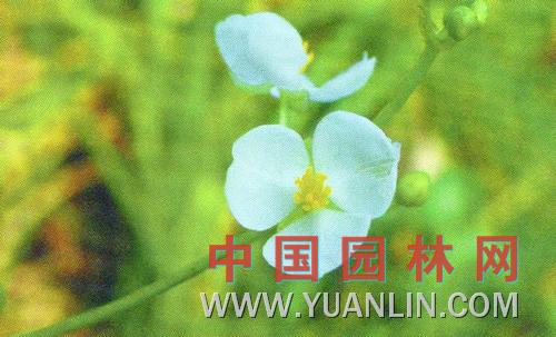 野慈姑图片