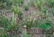 野葱图片