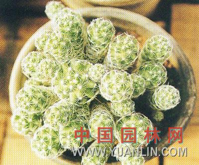 银手球图片