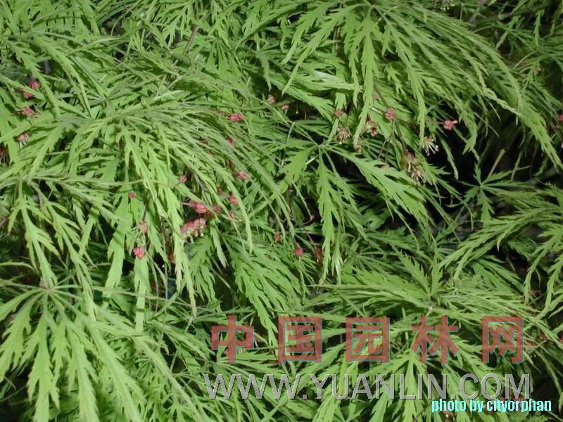 羽毛枫图片