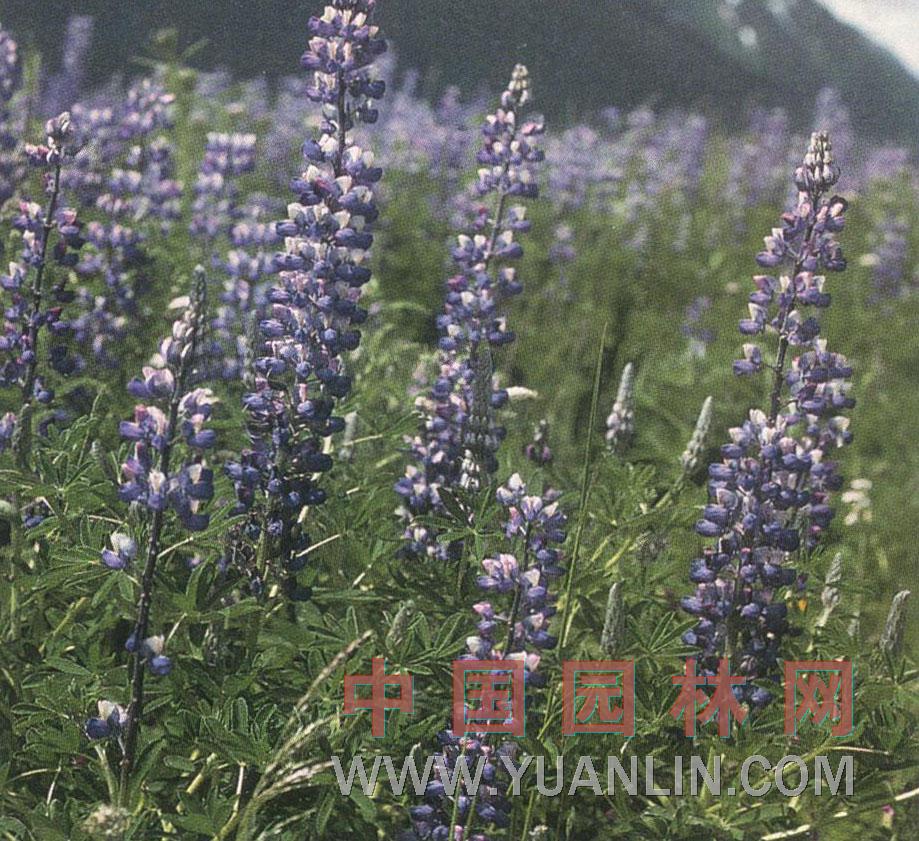 羽扇豆图片