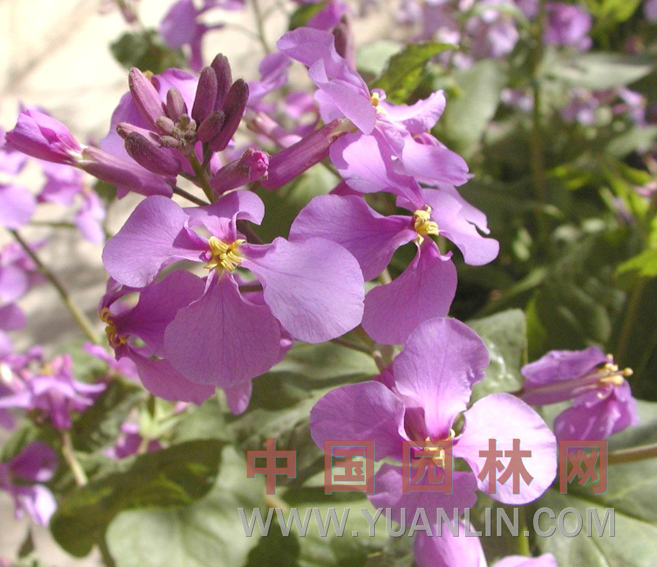 诸葛菜图片
