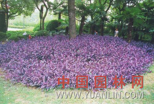 紫锦草图片