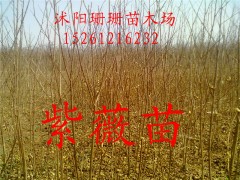 רޱС.ޱ100