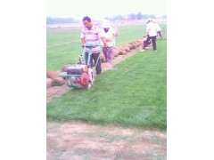 ǲƺ/ǲƺ۸
