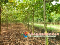ͩ硢2-20ַͩ100-300ַͩС