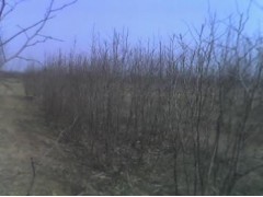 С