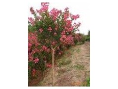 ޱСأޱС۸ޱ۸