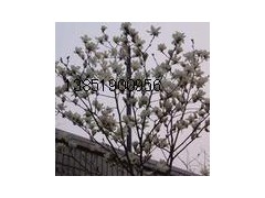 ۸Ӧ װ۸񱨼