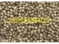 沙打旺种子大麦种子苏丹草高丹草荞麦种子哪里有多少钱一斤