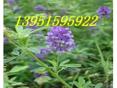Сĸϲʲô³÷˹ϻޣֲ