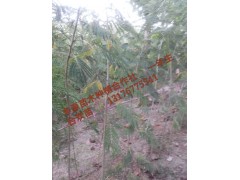  ޻С1-3cm