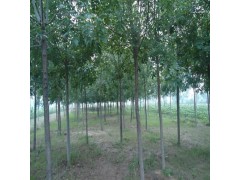  1-15cm С