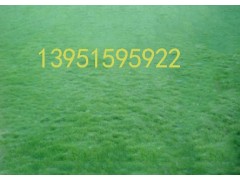 ֻȳƺ2000ƽż