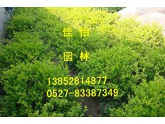 ҶŮ깤500 ҶŮ30-150cm