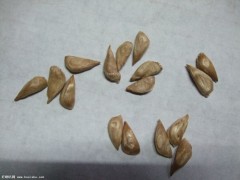 ѩ