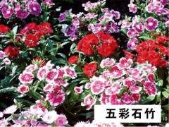 ޸ ޸ ޸ ɹ޸