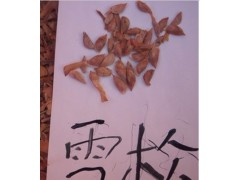 ѩ