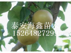 磬磬С