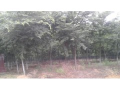供应3-13公分榉树、8-15公分枫香、5-40公分朴树