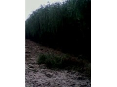 11ֻ3
